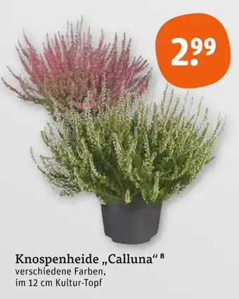 tegut Knospenheide calluna Angebot