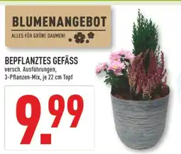 Marktkauf Bepflanztes gefäss Angebot