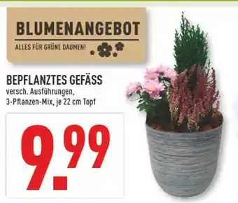 Marktkauf Bepflanztes gefäss Angebot