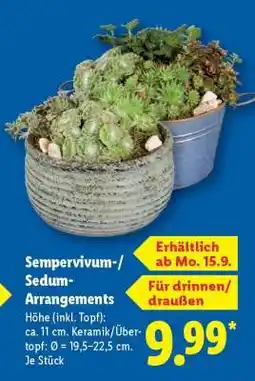 Lidl Sempervivum-/Sedum-Arrangements Angebot