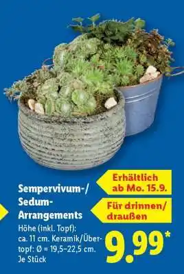 Lidl Sempervivum-/Sedum-Arrangements Angebot