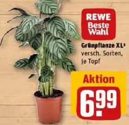 REWE Grünpflanze XL Angebot