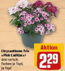 REWE Chrysantheme Trio Pink Cadillac Angebot