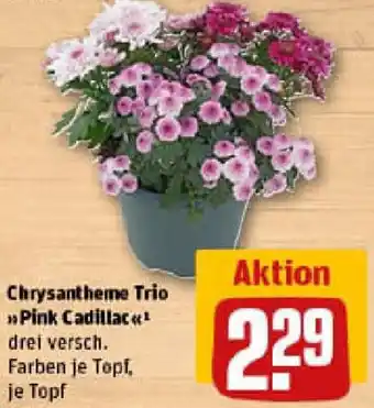 REWE Chrysantheme Trio Pink Cadillac Angebot