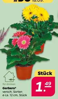 NETTO Gerbera Angebot