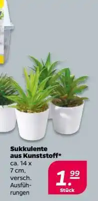 NETTO Sukkulente aus Kunststoff Angebot