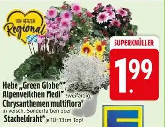 Edeka Hebe 'Green Globe', Alpenveilchen Medi, Chrysanthemen multiflora, Stacheldraht Angebot
