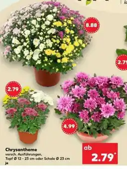 Kaufland Chrysantheme Angebot