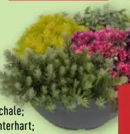 Aldi Nord Gardenline Sedum-Mix Angebot