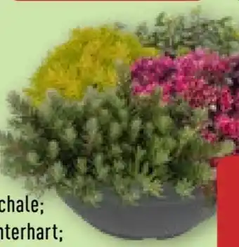 Aldi Nord Gardenline Sedum-Mix Angebot