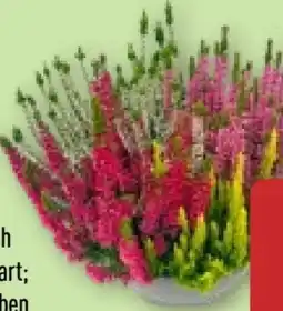 Aldi Nord Gardenline Calluna-Schale Angebot