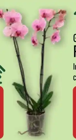 Aldi Nord Gardenline Phalaenopsis Angebot
