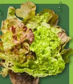 Aldi Nord Salate mit Wurzelballen Angebot
