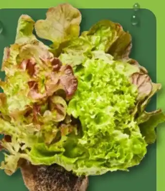 Aldi Nord Salate mit Wurzelballen Angebot
