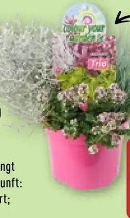 Aldi Nord Gardenline Herbstpflanzen-Trio Angebot