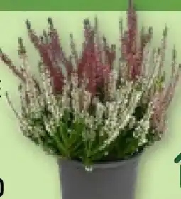 Aldi Nord Gardenline Solitär Callunen-Twin Angebot