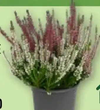 Aldi Nord Gardenline Solitär Callunen-Twin Angebot
