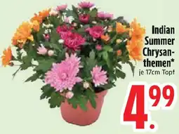 Edeka Indian Summer Chrysanthemen Angebot