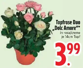 Edeka Topfrose Duo „Dolc Amore" Angebot