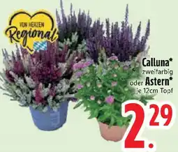Edeka Calluna oder Astern Angebot