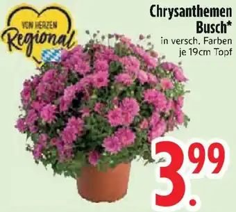 Edeka Chrysanthemen Busch Angebot