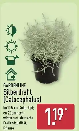 Aldi Nord Gardenline silberdraht (calocephalus) Angebot