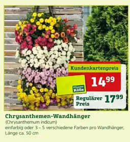 Pflanzen Kölle Pflanzen kölle chrysanthemen-wandhänger Angebot