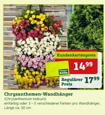 Pflanzen Kölle Pflanzen kölle chrysanthemen-wandhänger Angebot
