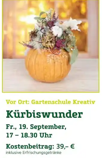 Pflanzen Kölle Kürbiswunder Angebot