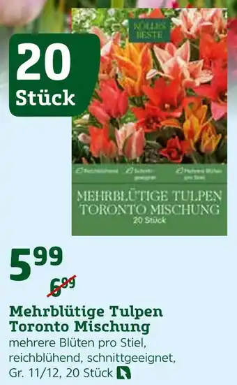 Pflanzen Kölle Mehrblütige tulpen toronto mischung Angebot