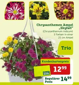 Pflanzen Kölle Chrysanthemen ampel 'skyfall' Angebot