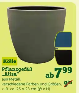 Pflanzen Kölle Kölle pflanzgefäß alisa Angebot