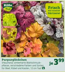 Pflanzen Kölle Kölle bio purpurglöckchen Angebot
