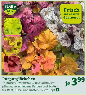 Pflanzen Kölle Kölle bio purpurglöckchen Angebot