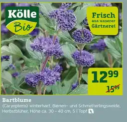 Pflanzen Kölle Kölle bio bartblume Angebot