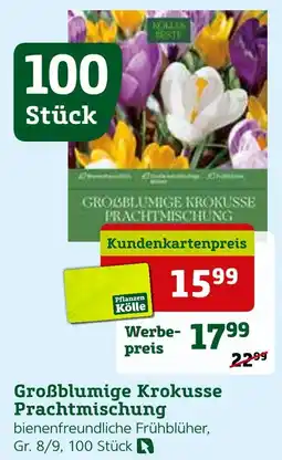 Pflanzen Kölle Großblumige krokusse prachtmischung Angebot