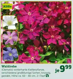 Pflanzen Kölle Kölle waldrebe (clematis) Angebot
