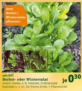 Pflanzen Kölle Kölle's beste! herbst- oder wintersalat Angebot