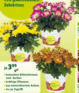 Pflanzen Kölle Chrysanthemen selektion Angebot