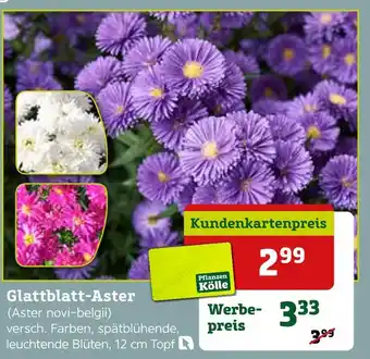 Pflanzen Kölle Pflanzen kölle glattblatt-aster Angebot