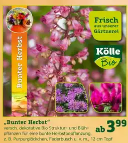 Pflanzen Kölle Kölle bio bunter herbst Angebot
