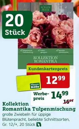 Pflanzen Kölle Kollektion romantika tulpenmischung Angebot
