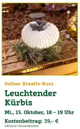 Pflanzen Kölle Leuchtender kürbis Angebot