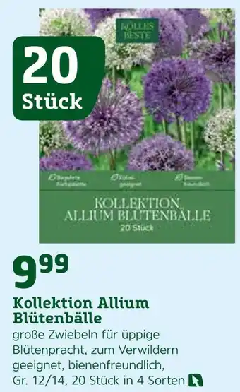 Pflanzen Kölle Kollektion allium blütenbälle Angebot