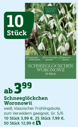 Pflanzen Kölle Schneeglöckchen woronowii Angebot