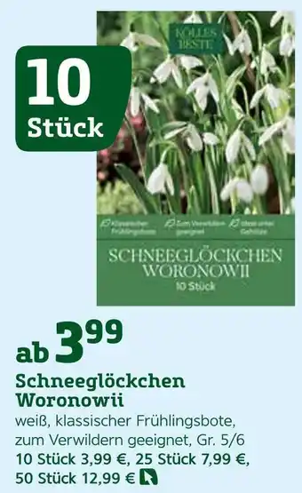 Pflanzen Kölle Schneeglöckchen woronowii Angebot