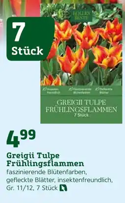 Pflanzen Kölle Greigii tulpe frühlingsflammen Angebot