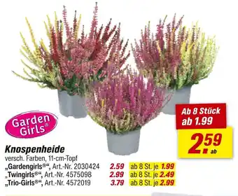 toom Baumarkt Garden girls knospenheide „gardengirls“ Angebot