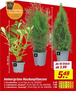 toom Baumarkt Kirschlorbeer Angebot