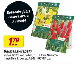 toom Baumarkt Blumenzwiebeln Angebot